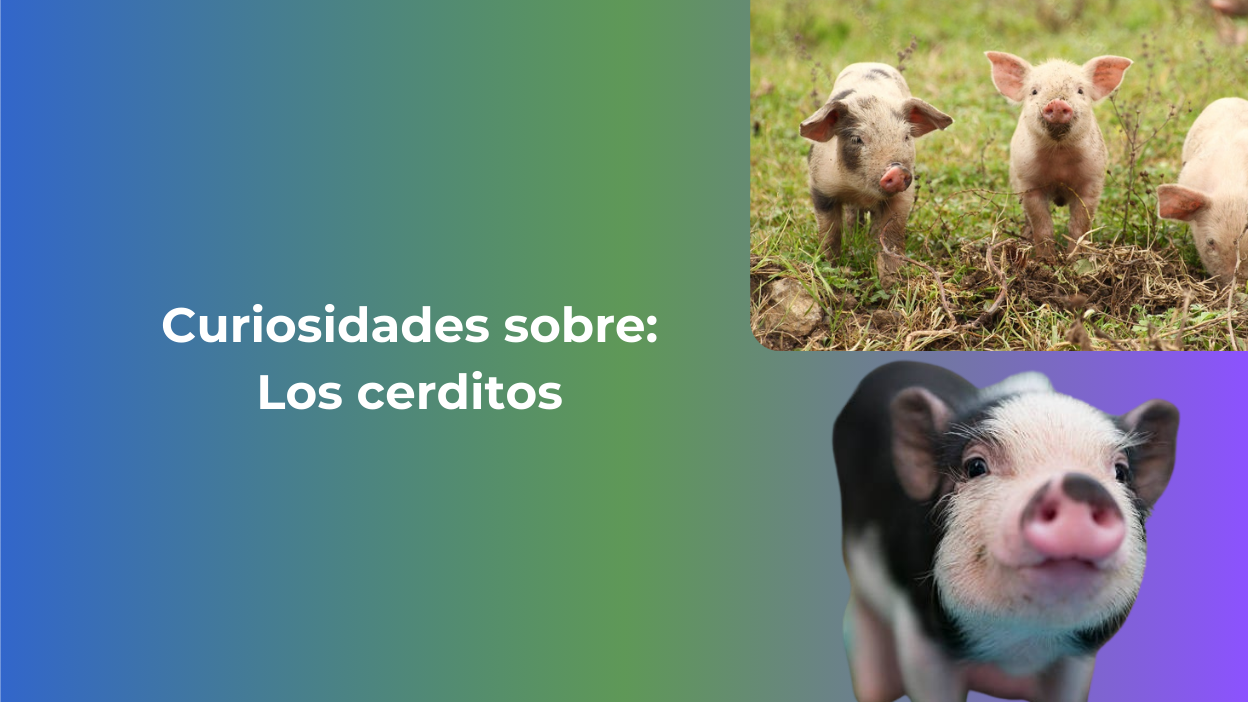 🐽 Curiosidades sobre los cerdos 🐽 Curiosidades sobre los cerdos